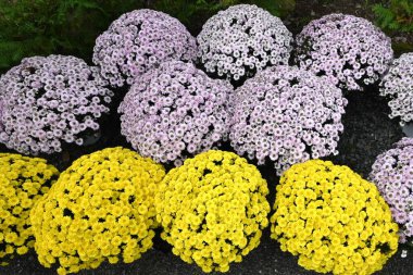 Chrysanthemum morifolium flowers. Many people enjoy the chrysanthemum flower exhibition, a seasonal feature of autumn in Japan. clipart