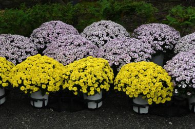 Kasımpatı morfolium çiçekleri. Birçok insan Japonya 'da sonbaharın mevsimsel bir özelliği olan kasımpatı çiçek sergisinden hoşlanıyor..