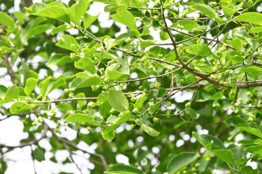 Japon Milli Ağacı meyveleri. Celastraceae Dioecious yaprak döken çalı. Böğürtlenler yazın erken ortaya çıkar ve sonbaharda kırmızı meyveye dönüşür. Böğürtlenler zehirli ama yavrular yenilebilir..