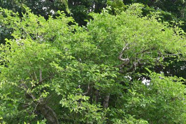 Japon Milli Ağacı meyveleri. Celastraceae Dioecious yaprak döken çalı. Böğürtlenler yazın erken ortaya çıkar ve sonbaharda kırmızı meyveye dönüşür. Böğürtlenler zehirli ama yavrular yenilebilir..