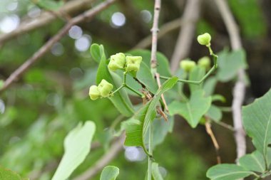 Japon Milli Ağacı meyveleri. Celastraceae Dioecious yaprak döken çalı. Böğürtlenler yazın erken ortaya çıkar ve sonbaharda kırmızı meyveye dönüşür. Böğürtlenler zehirli ama yavrular yenilebilir..