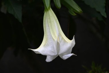  Angel 'ın trompeti (Brugmansia) beyaz çiçekler. Solanaceae her zaman yeşildir. Huni şeklindeki çiçekler yazdan sonbahara kadar aşağıya doğru çiçek açarlar. Zehirli ama tıbbi bir bitkidir..
