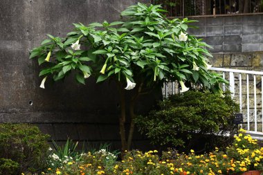  Angel 'ın trompeti (Brugmansia) beyaz çiçekler. Solanaceae her zaman yeşildir. Huni şeklindeki çiçekler yazdan sonbahara kadar aşağıya doğru çiçek açarlar. Zehirli ama tıbbi bir bitkidir..