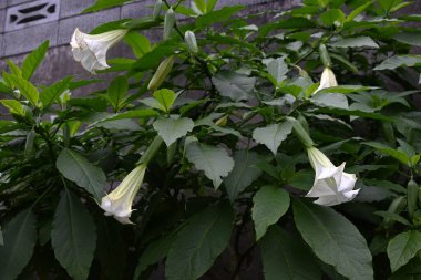  Angel 'ın trompeti (Brugmansia) beyaz çiçekler. Solanaceae her zaman yeşildir. Huni şeklindeki çiçekler yazdan sonbahara kadar aşağıya doğru çiçek açarlar. Zehirli ama tıbbi bir bitkidir..