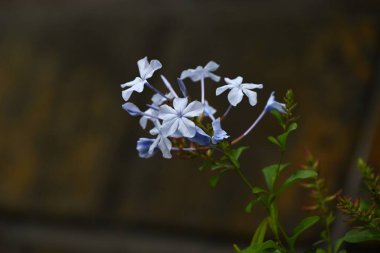 Cape leadwort (Plumbago auriculata) flowers. A tropical flowering tree of the Plumbaginaceae family native to South Africa. Pale sky blue flowers bloom from May to November. clipart