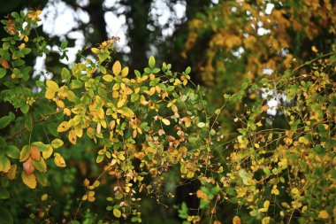  Yellow leaves of bush clover (Lespedeza). Fabaceae deciduous shrub. clipart