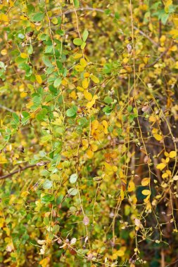  Yoncanın sarı yaprakları (Lespedeza). Fabaceae yaprak döken çalı.