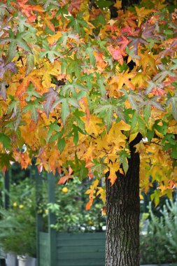 American sweetgum (Liquidambar styraciflua) autumn leaves. Altingiaceae deciduous tree native to North America. Its vivid autumn leaves make it a popular street tree. clipart