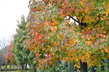 American sweetgum (Liquidambar styraciflua) autumn leaves. Altingiaceae deciduous tree native to North America. Its vivid autumn leaves make it a popular street tree. clipart