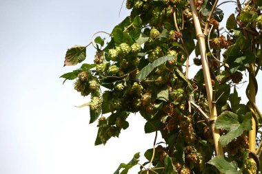 Sıçrama külahı. Dioecious Cannabaceae daimi asması. Bira yapımında aroma ve acı vermek için kullanılır..