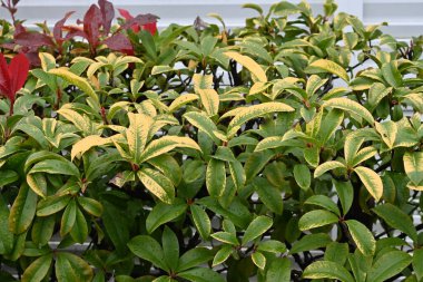 Photinia glabra (Japanese photinia) hedge. Rosaceae evergreen shrub. It is used as a hedge because the new shoots are beautiful in red and resistant to pruning. clipart