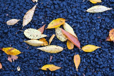 Düşen yaprakların manzarası. Sonbahar sezonu malzemesi.