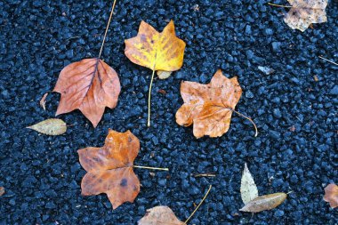 Düşen yaprakların manzarası. Sonbahar sezonu malzemesi.