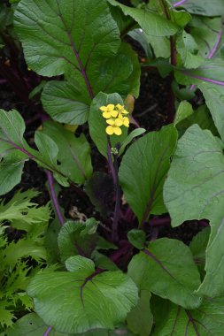 Brassica chinensis (Mor saplı hardal) çiçekleri. Çin 'e özgü Brassicaceae ailesinin bir sebzesi..