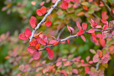 Japanese barberry (Berberis thunbergii) autumn leaves. Berberidaceae deciduous shrub. The branches have sharp thorns and are used as hedges. The red berries and autumn leaves are beautiful. clipart