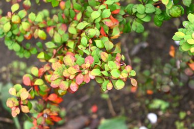 Japon böğürtlen (Berberis thunbergii) sonbahar yaprakları. Berberidaceae yaprak döken çalı. Dalların keskin dikenleri vardır ve çit olarak kullanılırlar. Kırmızı böğürtlen ve sonbahar yaprakları çok güzel..