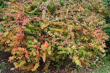 Japon böğürtlen (Berberis thunbergii) sonbahar yaprakları. Berberidaceae yaprak döken çalı. Dalların keskin dikenleri vardır ve çit olarak kullanılırlar. Kırmızı böğürtlen ve sonbahar yaprakları çok güzel..