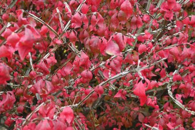  Kanatlı Milli (Euonymus alatus) sonbahar yaprakları. Celastraceae yaprak döken çalı. Dünyanın en güzel üç sonbahar yapraklarından biri..