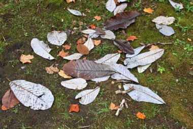 Japanese big leaf magnolia autumn leaves. Magnoliaceae deciduous tree. The leaves are aromatic and antibacterial and are used to wrap food. The bark is a herbal medicine. clipart