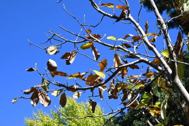 Japon büyük yapraklı manolya sonbahar yaprakları. Magnoliaceae yapraklı ağacı. Yapraklar aromatik ve antibakteriyeldir ve yiyeceği sarmak için kullanılır. Ağaç kabuğu bitkisel bir ilaçtır..