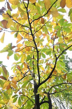 Japanese big leaf magnolia autumn leaves. Magnoliaceae deciduous tree. The leaves are aromatic and antibacterial and are used to wrap food. The bark is a herbal medicine. clipart