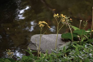 Japanese silver leaf flowers. Asteraceae evergreen perennial plants. The yellow flowers bloom in early winter, and the young petioles are edible, while the leaves and stems are used medicinally. clipart