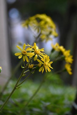 Japon gümüş yapraklı çiçekleri. Asteraceae her daim yeşil olan bitkiler. Sarı çiçekler kışın başlarında çiçek açar ve genç minyonlar yenilebilir iken yapraklar ve saplar tıbbi olarak kullanılır..