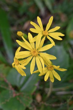 Japanese silver leaf flowers. Asteraceae evergreen perennial plants. The yellow flowers bloom in early winter, and the young petioles are edible, while the leaves and stems are used medicinally. clipart