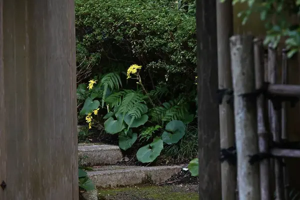 Japon gümüş yapraklı çiçekleri. Asteraceae her daim yeşil olan bitkiler. Sarı çiçekler kışın başlarında çiçek açar ve genç minyonlar yenilebilir iken yapraklar ve saplar tıbbi olarak kullanılır..