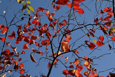 Çiçekli kızılcık (Cornus florida) sonbahar yaprakları. Kuzey Amerika 'ya özgü bir Cornaceae yaprak döken ağacı. Güzel çiçekleri ve sonbahar yaprakları onu bir bahçe ağacı ya da yol kenarı ağacı kadar popüler kılıyor..