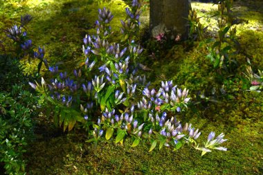  Japanese gentian (Gentiana scabra) flowers. Gentianaceae native to Japan. Blue-purple flowers bloom in autumn. The roots are used as a stomach medicine. clipart