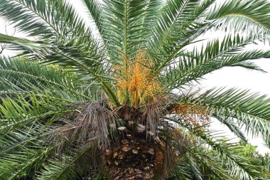  Palmiye ağacı. Tropikal bitkiler. Gıda, ilaç, yol kenarı ağaçları ve süs amaçlı çeşitli amaçlar için kullanılan bir bitki..