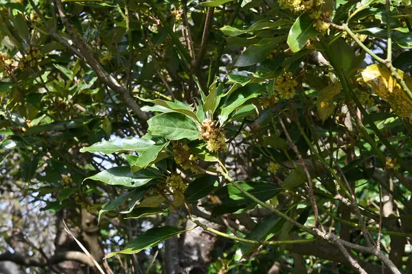  Neolitsea sericea çiçekleri. Lauraceae Evergreen ağacı. Dioecious, sonbaharın sonlarında birçok küçük sarımsı kahverengi çiçek üretir..