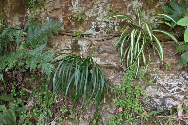  Beyaz zambak (Ophiopogon jaburan). Asparagaceae daimi bitkileri. Kısmi gölgede yetişir, yazın küçük beyaz çiçekler açar ve çiçek açtıktan sonra yeşil meyveler verir..