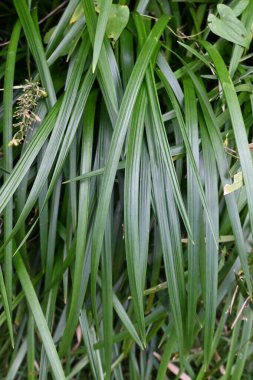  Beyaz zambak (Ophiopogon jaburan). Asparagaceae daimi bitkileri. Kısmi gölgede yetişir, yazın küçük beyaz çiçekler açar ve çiçek açtıktan sonra yeşil meyveler verir..