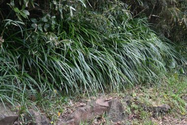  Beyaz zambak (Ophiopogon jaburan). Asparagaceae daimi bitkileri. Kısmi gölgede yetişir, yazın küçük beyaz çiçekler açar ve çiçek açtıktan sonra yeşil meyveler verir..