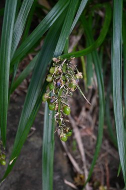  White lilyturf (Ophiopogon jaburan). Asparagaceae perennial plants. Grows in partial shade, blooms small white flowers in summer and produces green fruits after flowering. clipart