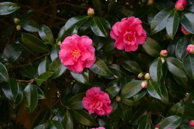  Kamelya sasanqua (Sasanqua) çiçekleri. Theaceae her zaman yeşil çiçek açan ağaç. Kırmızı, beyaz veya pembe çiçekler sonbahardan kışın başlangıcına kadar çiçek açarlar..