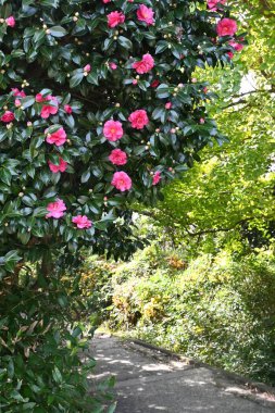  Kamelya sasanqua (Sasanqua) çiçekleri. Theaceae her zaman yeşil çiçek açan ağaç. Kırmızı, beyaz veya pembe çiçekler sonbahardan kışın başlangıcına kadar çiçek açarlar..