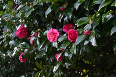  Camellia sasanqua (Sasanqua) flowers. Theaceae evergreen flowering tree. Red, white, or pink flowers bloom from late autumn to early winter. clipart