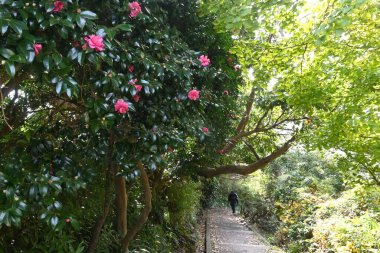  Camellia sasanqua (Sasanqua) flowers. Theaceae evergreen flowering tree. Red, white, or pink flowers bloom from late autumn to early winter. clipart