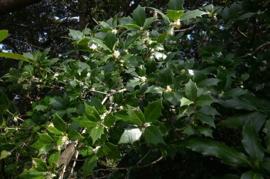  Kutsal çiçekler. Oleaceae her zaman yeşildir. Küçük kokulu beyaz çiçekler kışın açar. Yapraklarında dikenleri olan bu ağaç, kötü ruhları uzak tutmak için genellikle bir çit olarak kullanılır..