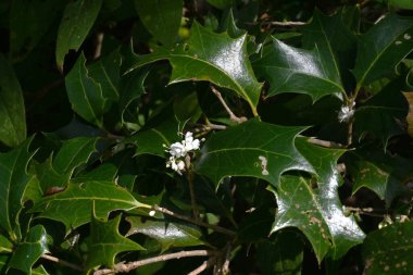  Kutsal çiçekler. Oleaceae her zaman yeşildir. Küçük kokulu beyaz çiçekler kışın açar. Yapraklarında dikenleri olan bu ağaç, kötü ruhları uzak tutmak için genellikle bir çit olarak kullanılır..