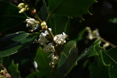  Kutsal çiçekler. Oleaceae her zaman yeşildir. Küçük kokulu beyaz çiçekler kışın açar. Yapraklarında dikenleri olan bu ağaç, kötü ruhları uzak tutmak için genellikle bir çit olarak kullanılır..