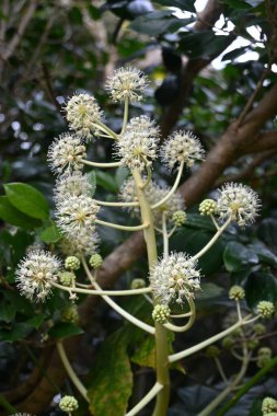 Japanese aralia (Fascia japonica) flowers. Araliaceae evergreen shrub. It is an insect-pollinated flower that blooms in late autumn and provides nectar to insects for pollination. clipart