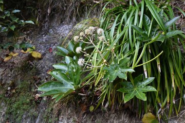 Japon aralia (Fascia japonica) çiçekleri. Araliaceae her zaman yeşil çalı. Sonbaharın sonlarında çiçek açan ve tozlaşma için böceklere nektar sağlayan böcek tozlu bir çiçektir..