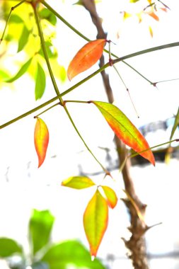 Nandina domestica autumn leaves. Berberidaceae evergreen shrub. Trees that usually turn red in autumn are deciduous, but Nandina is an evergreen tree whose leaves change color beautifully. clipart