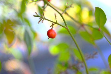 Nandina domestica autumn leaves. Berberidaceae evergreen shrub. Trees that usually turn red in autumn are deciduous, but Nandina is an evergreen tree whose leaves change color beautifully. clipart