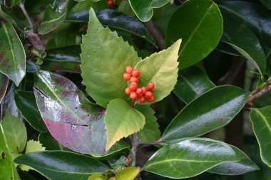 Glabrous sarcandra herb (Sarcandra glabra) fruits. Chloranthaceae evergreen shrub. The fruits (drupes) ripen red from late fall to winter. clipart