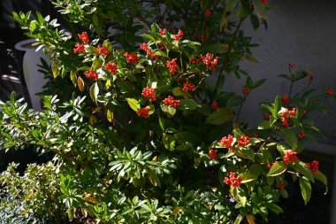 Glabrous sarcandra herb (Sarcandra glabra) fruits. Chloranthaceae evergreen shrub. The fruits (drupes) ripen red from late fall to winter. clipart